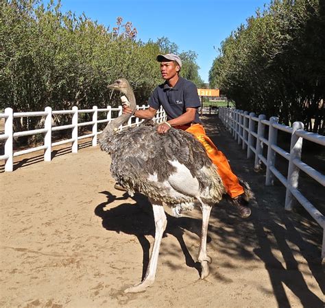 places to ride an ostrich.